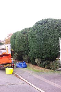 tree surgery northampton