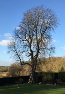 northampton tree services