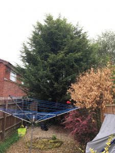 Tree Removal prices northampton