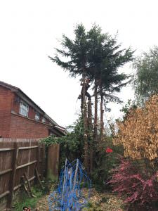 tree surgery prices northampton