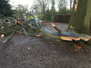 tree surgery northamptonshire