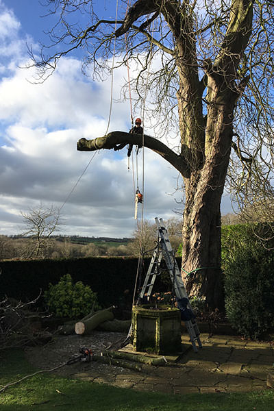 Tree Dismantling