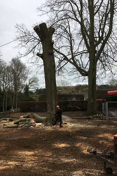 tree surgery northamptonshire