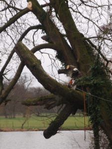 Tree Reduction northamptonshire