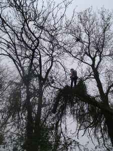 tree surgeon northampton