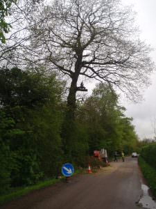 northamptonshire tree surgeon