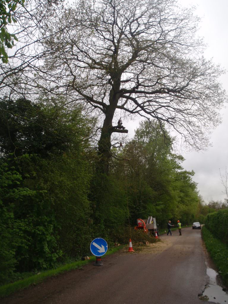 What Is Crown Lifting? Crown Lift Service, Northampton