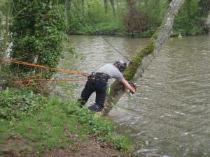 Tree Removal northamptonshire