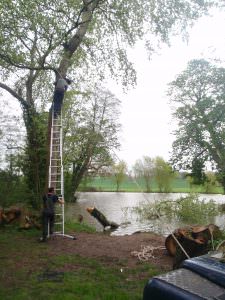 Tree Removal northamptonshire