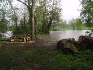 Tree surgery northamptonshire