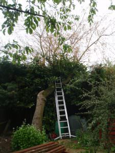 tree surgery northampton