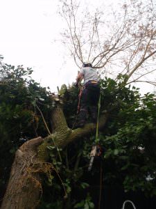 tree surgeon northampton