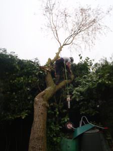 Tree Dismantling