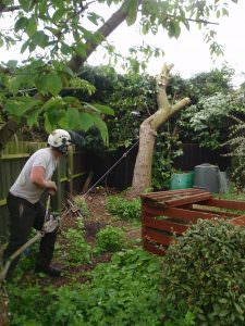 Tree Dismantling northampton