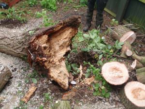 Tree Dismantling northampton