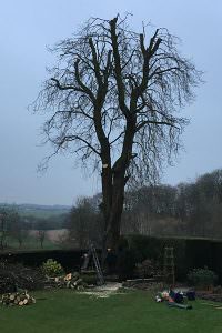 tree surgeon northampton