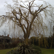 Tree Removal