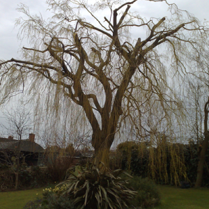 Tree Removal