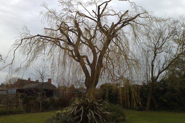 Tree Removal Tree Removal