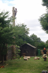 tree services northampton