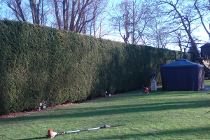 Northampton Hedge Trimming