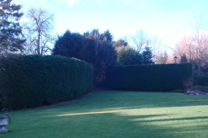 tree surgery northampton