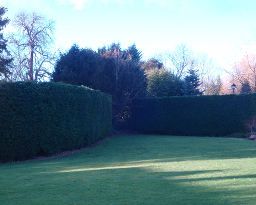 tree surgery northampton