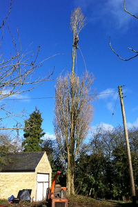 Tree Reduction northampton