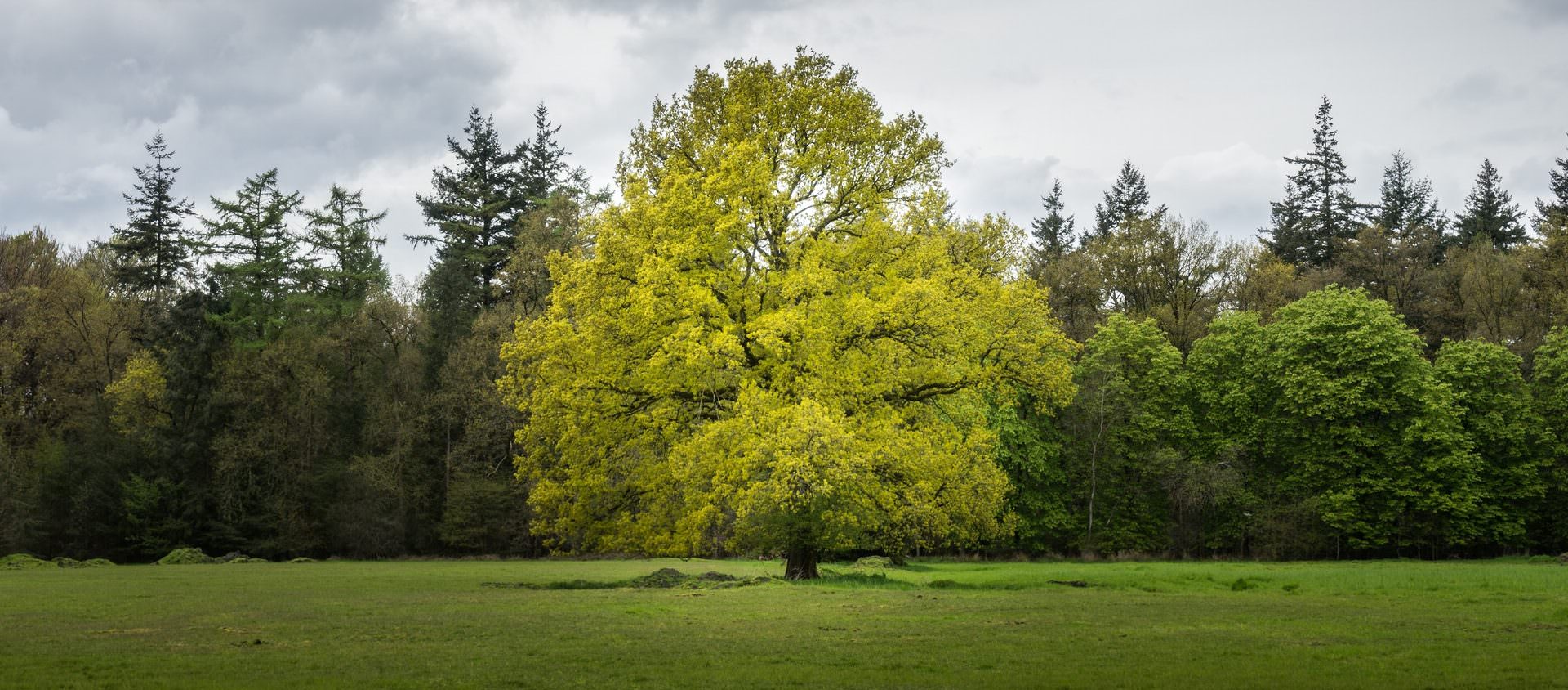 Tree surgery help near me