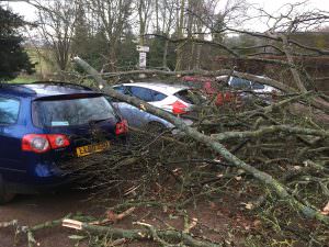 tree removal northamptonshire