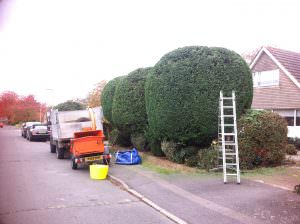 northamptonshire tree surgery