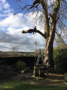 Tree Dismantling northamptonshire