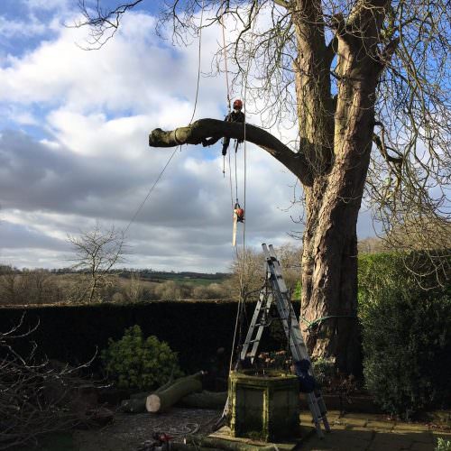 Tree Dismantling northamptonshire