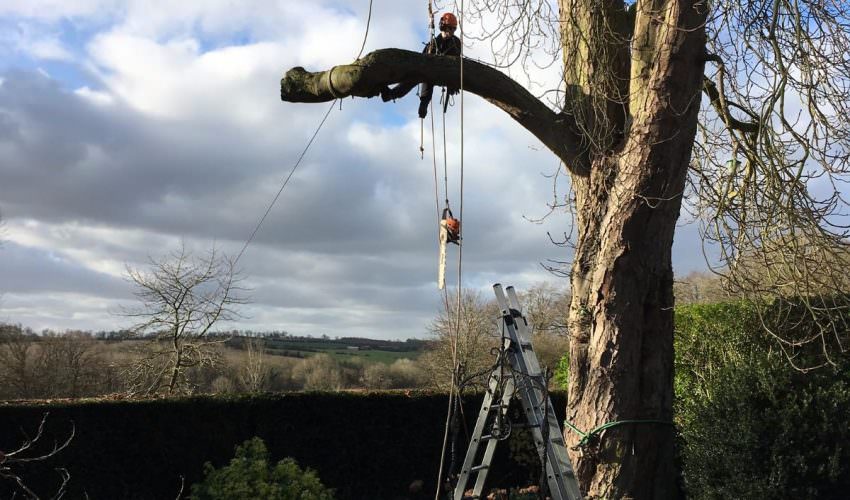 Tree Dismantling northamptonshire