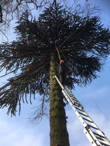 tree surgery northamptonshire