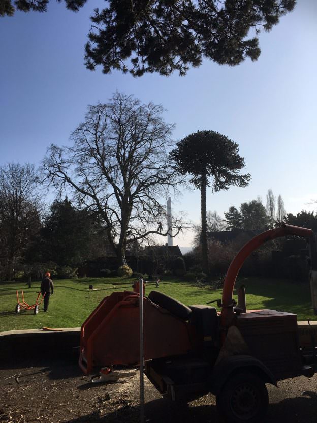 What Is Crown Lifting? Crown Lift Service, Northampton