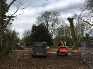 Tree Removal northampton