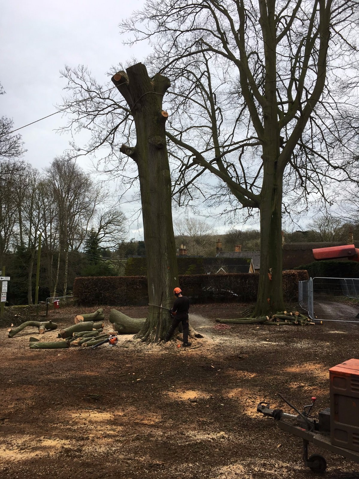 Northampton Tree Removal