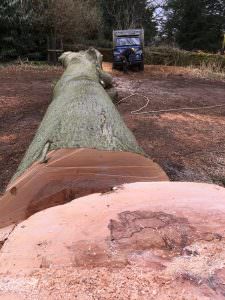Tree Removal northampton