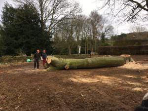 Tree Removal northampton