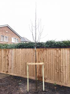 Tree Planting northampton