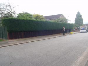 Hedge Trimming northamptonshire