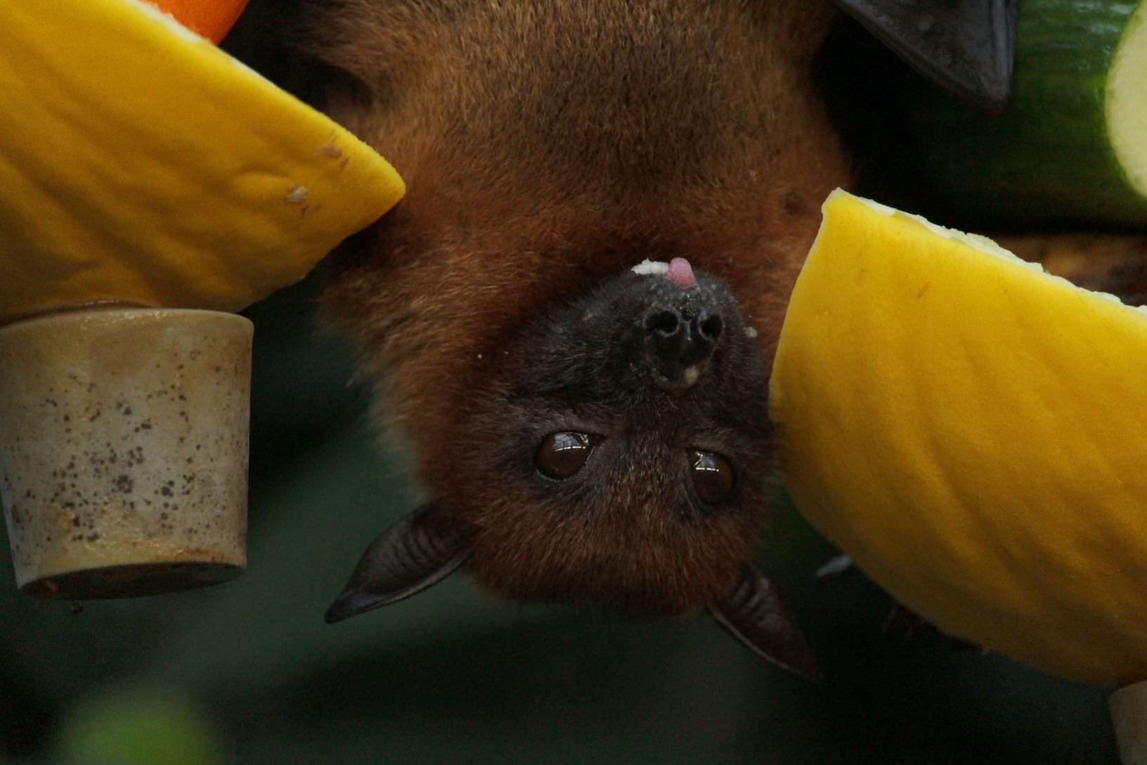 bat awareness Northampton