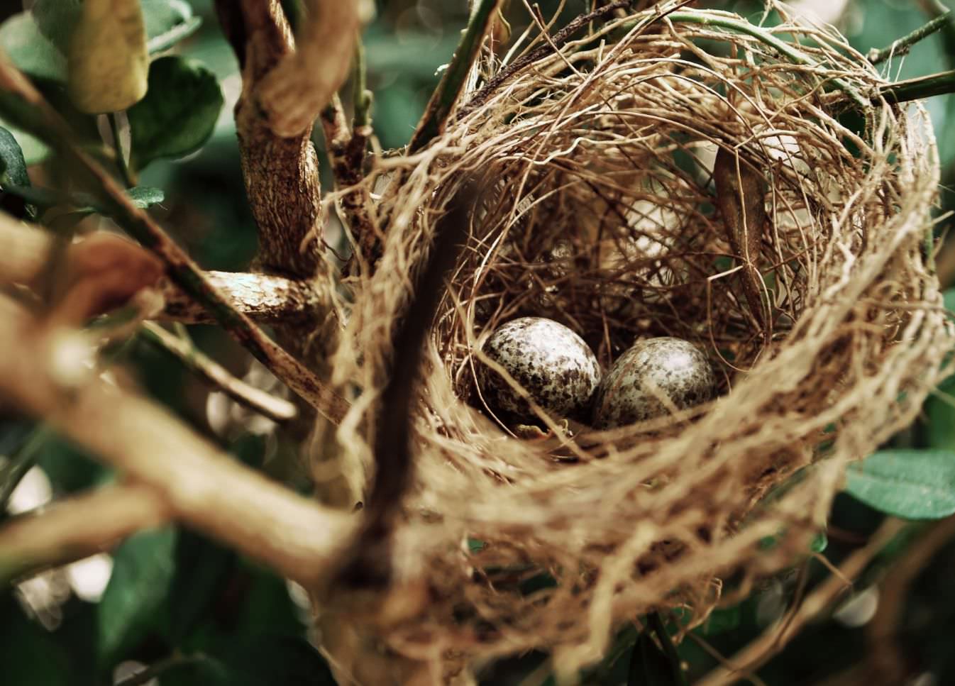 bird nesting laws northampton