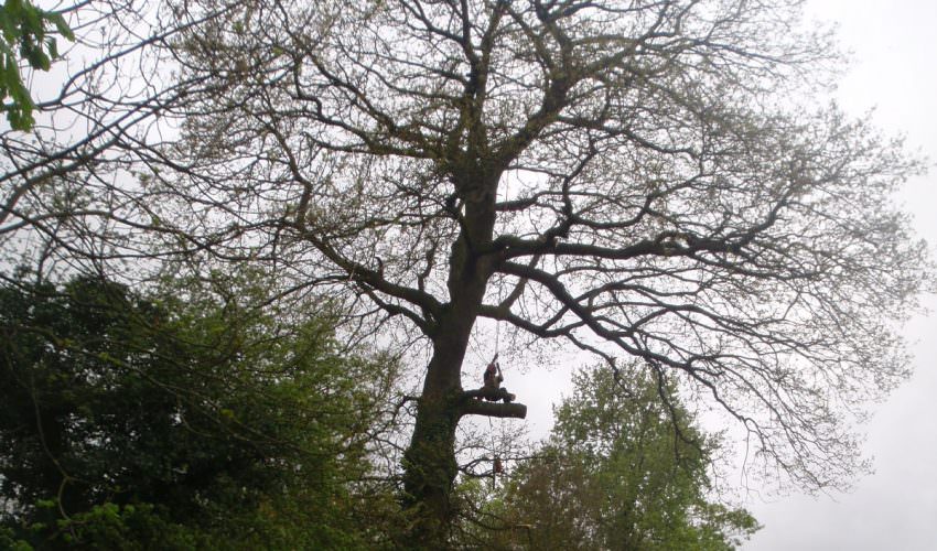 northampton crown tree services