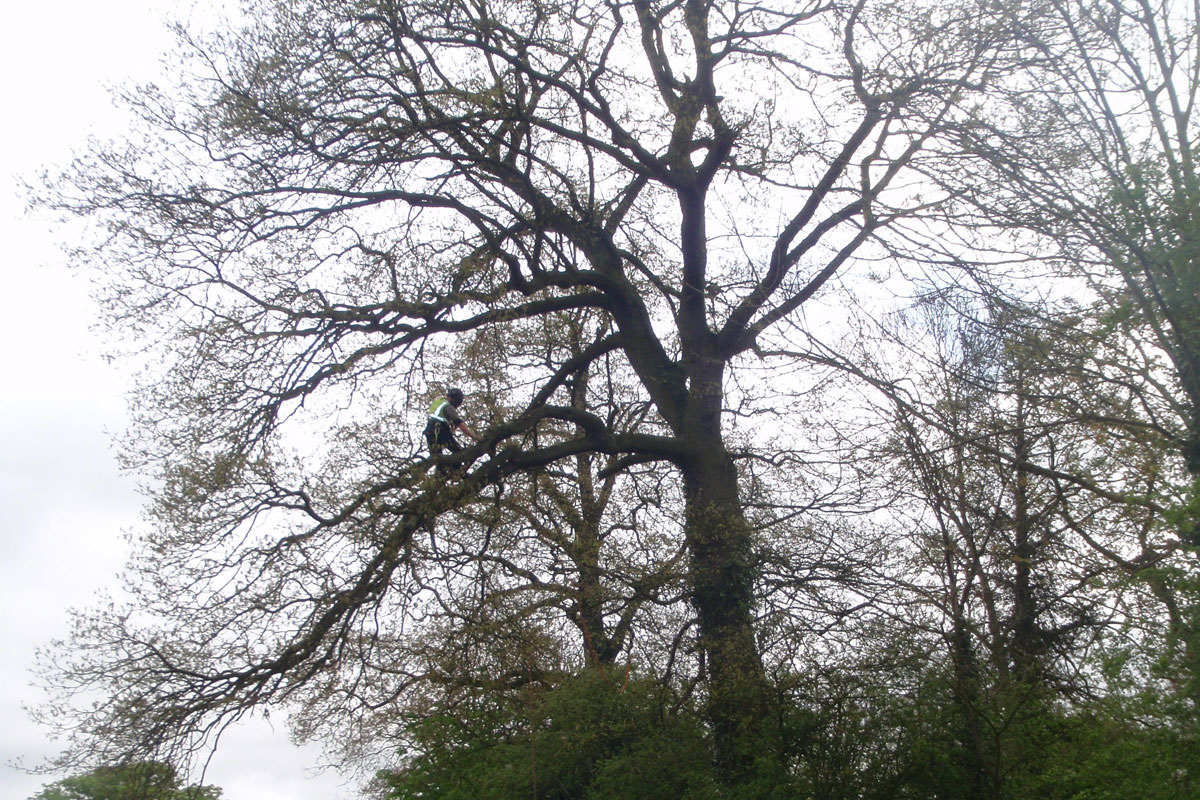 tree crown services in northampton