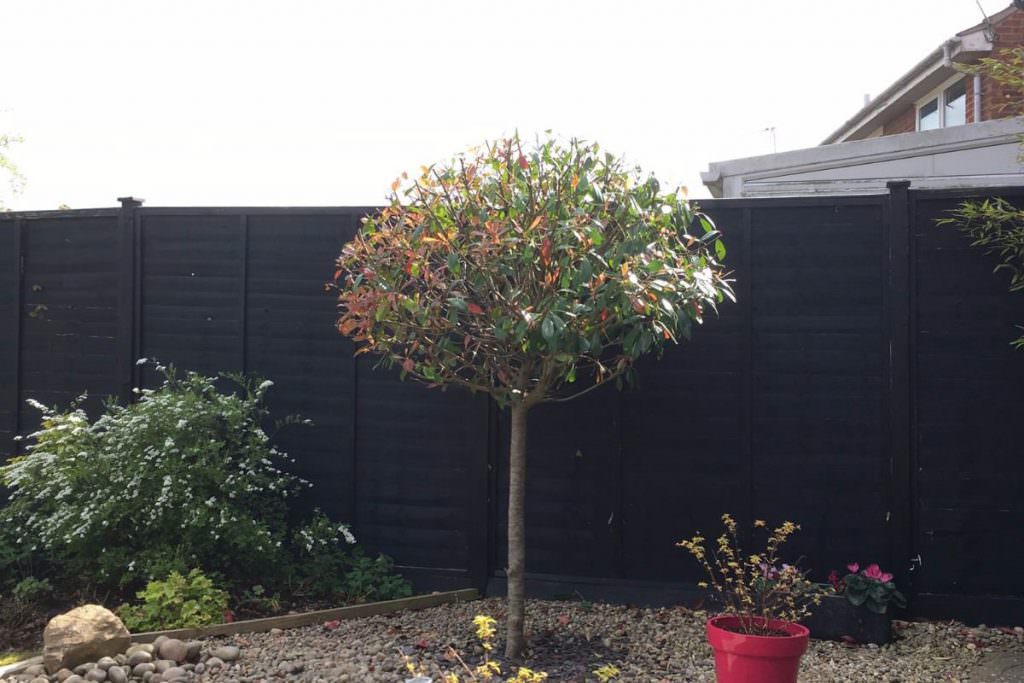 What Is The Crown On A Tree? Crown Services, Northampton