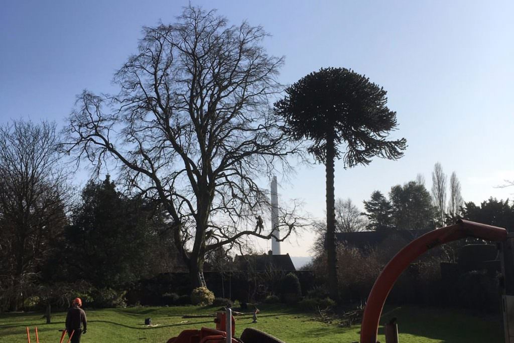 What Is The Crown On A Tree? Crown Services, Northampton