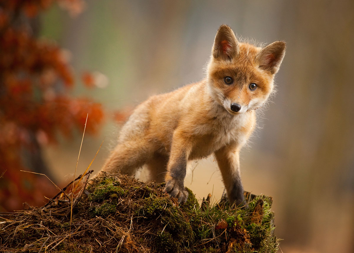 foxes in the wild northampton