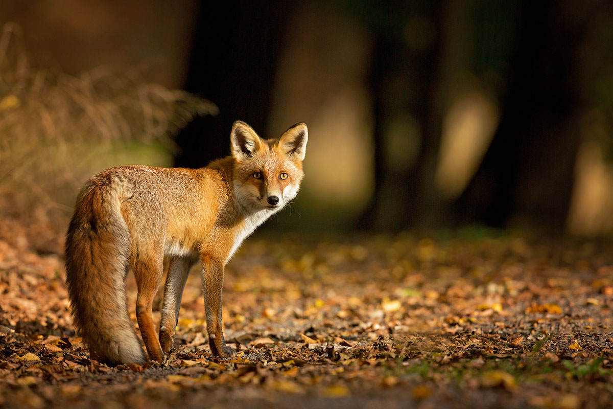 northamtpon wild foxes